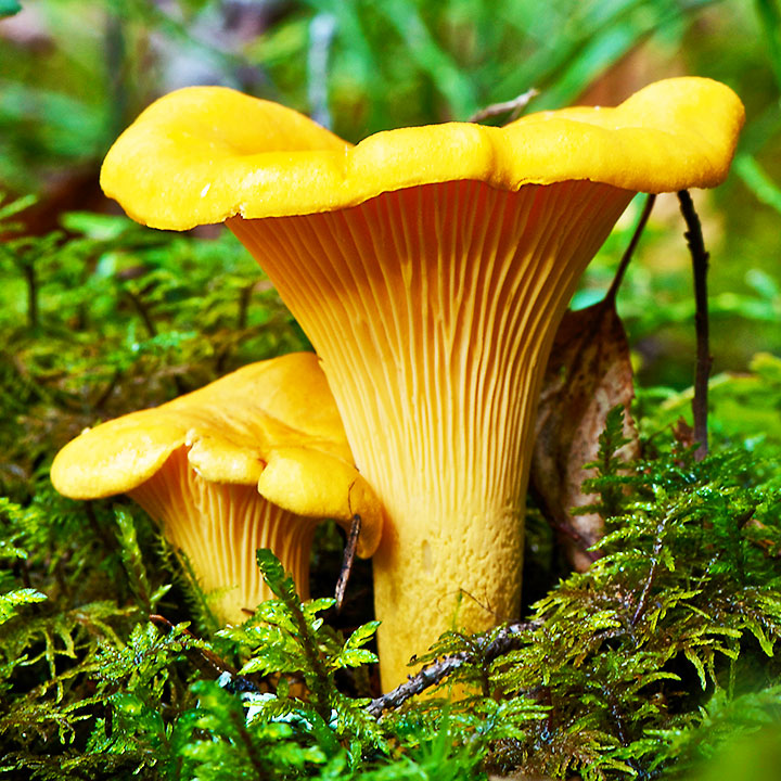 Chanterelle Button Mushrooms at Rachel Lashbrook blog